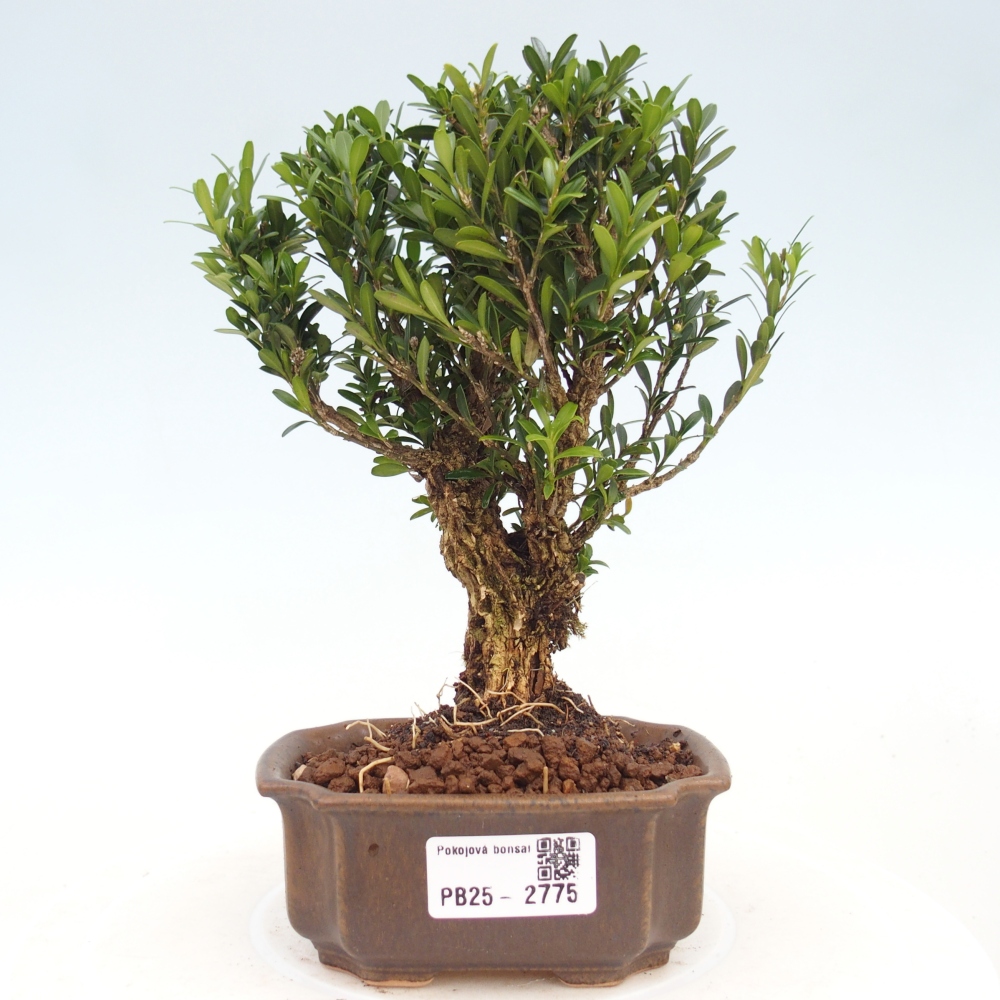 Pokojová bonsai - Buxus harlandii -korkový buxus
