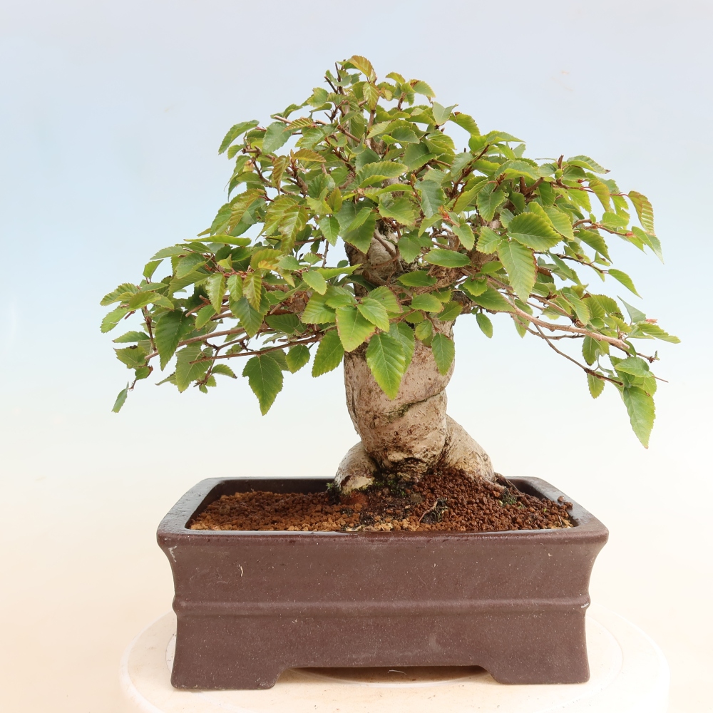 Venkovní bonsai -Carpinus CARPINOIDES - Habr korejský