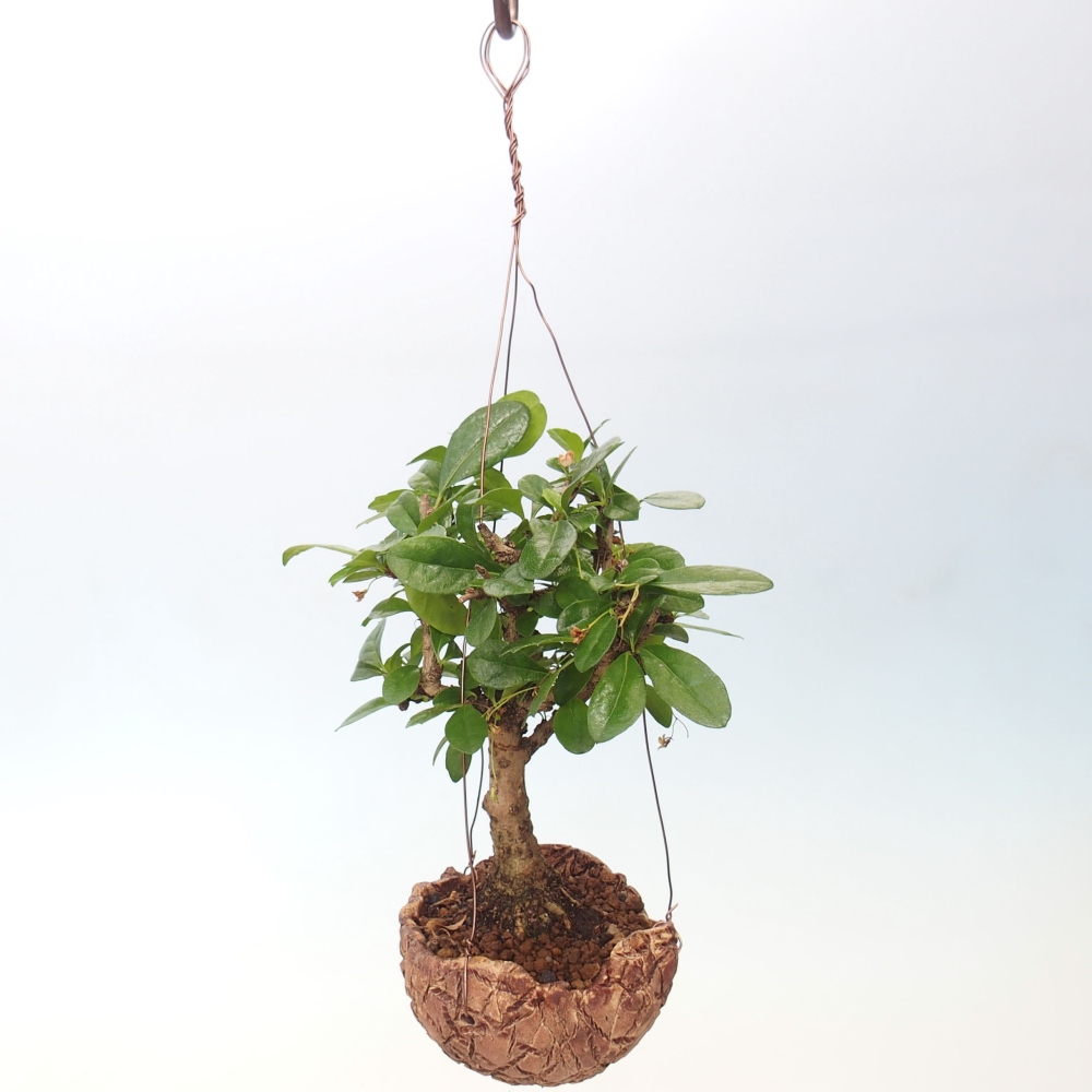 Kokedama v keramice - Čaj-fuki - Carmona macrophylla