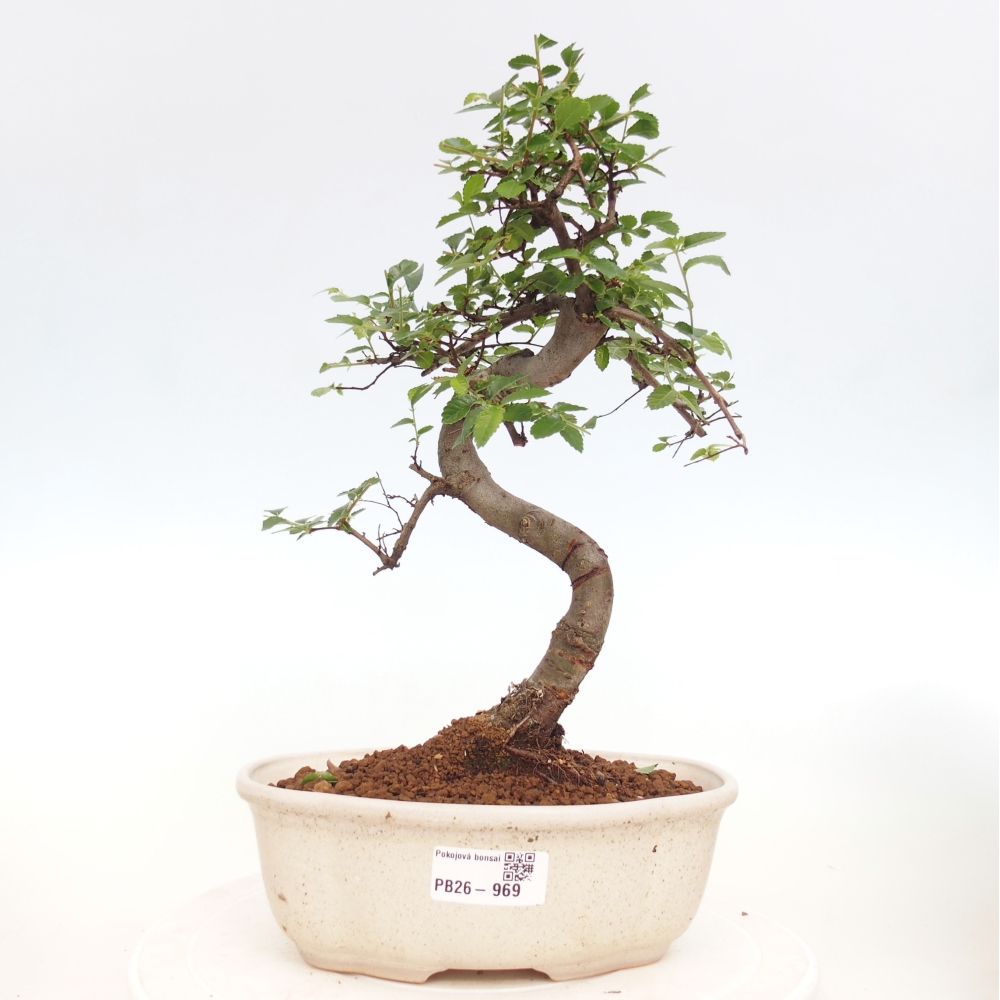 Pokojová bonsai - Ulmus parvifolia - Malolistý jilm
