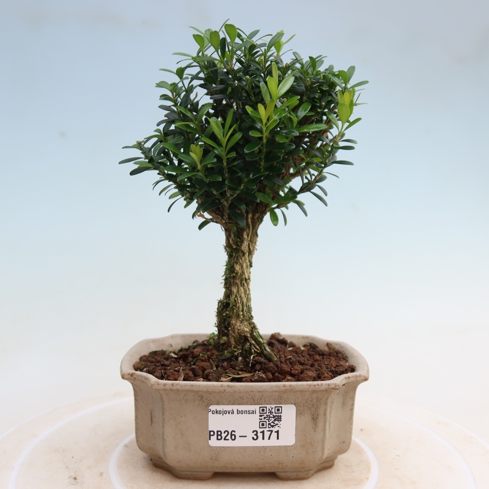 Pokojová bonsai - Buxus harlandii -korkový buxus