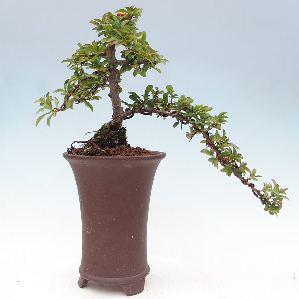 Venkovní bonsai-Pyracanta Teton -Hlohyně