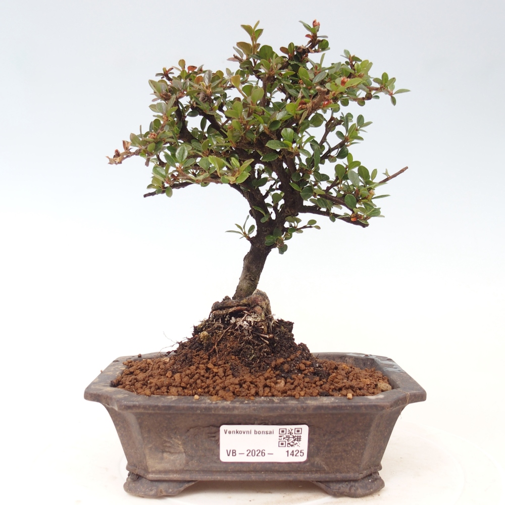 Venkovní bonsai - Cotoneaster horizontalis - Skalník