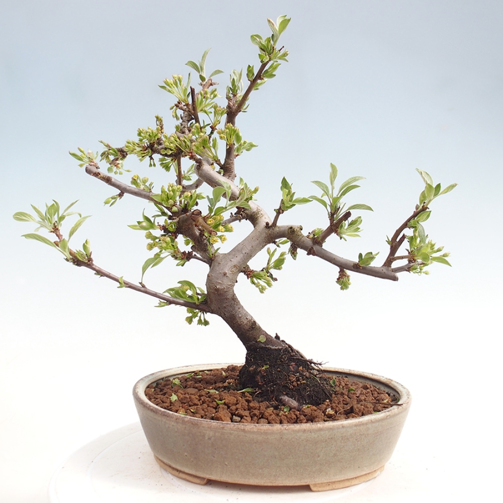 Venkovní bonsai - Malus sargentii -  Maloplodá jabloň