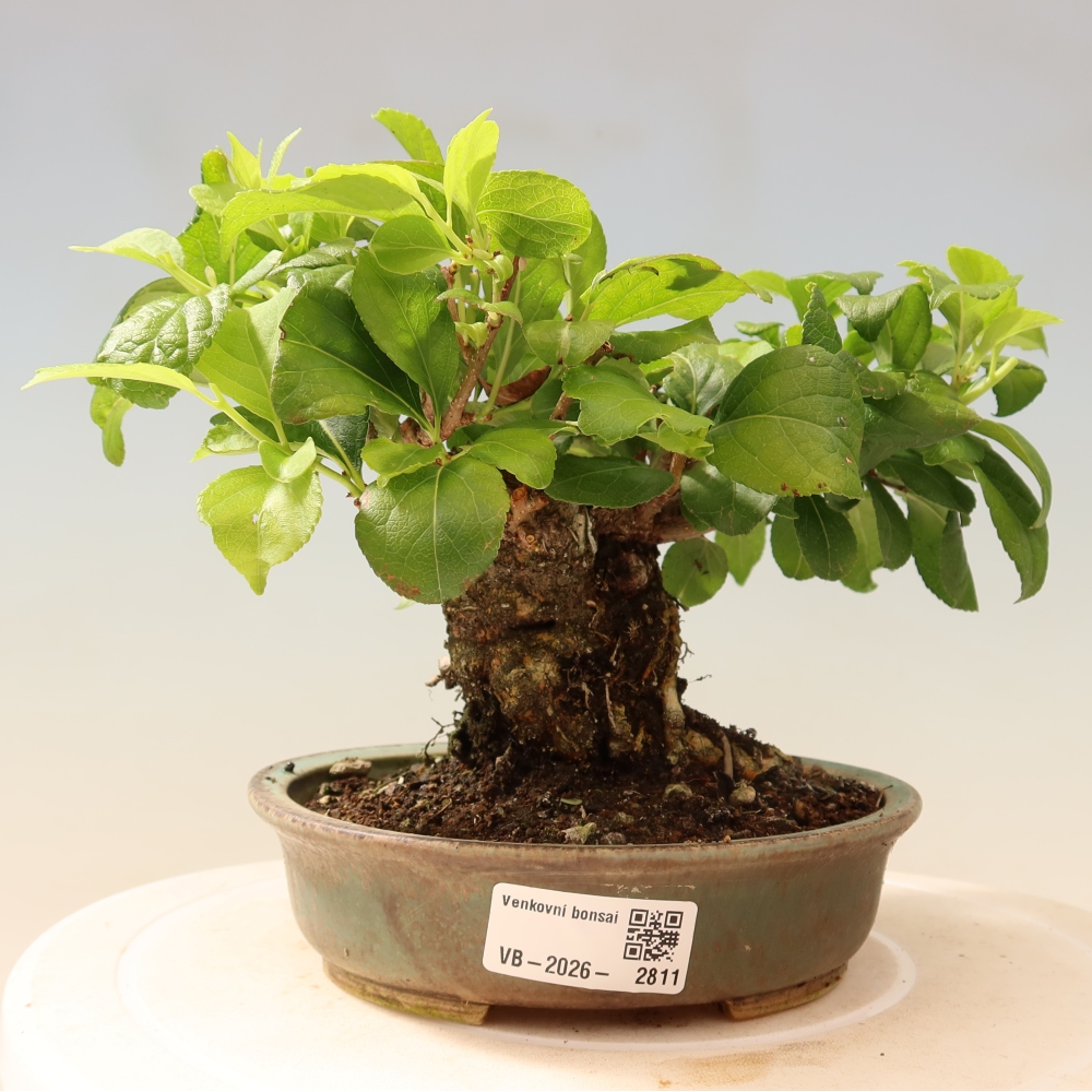 Venkovní bonsai - Celastrus  orbiculatus - Jesenec okrouhlolistý