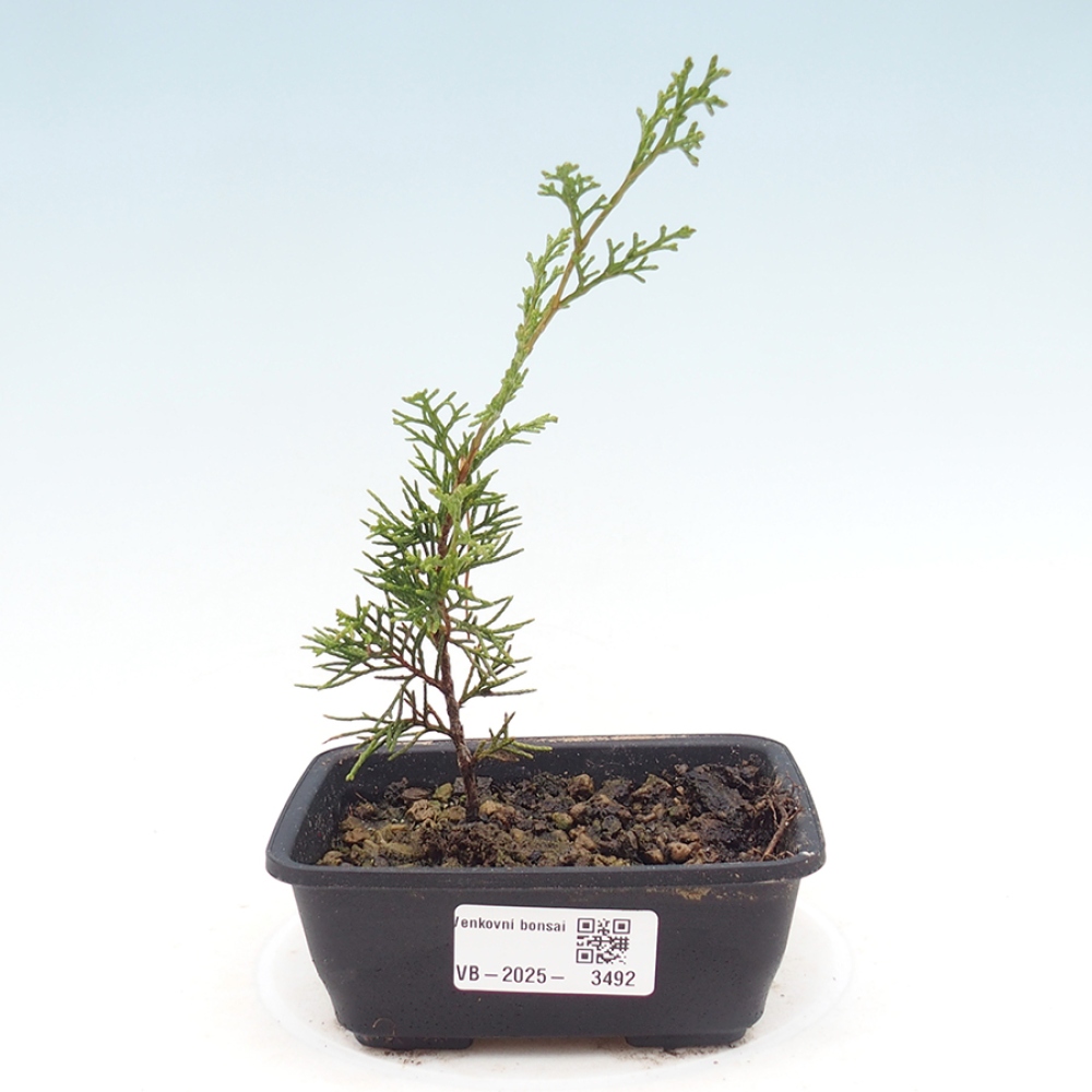 Venkovní bonsai - Juniperus chinensis Itoigawa -Jalovec čínský