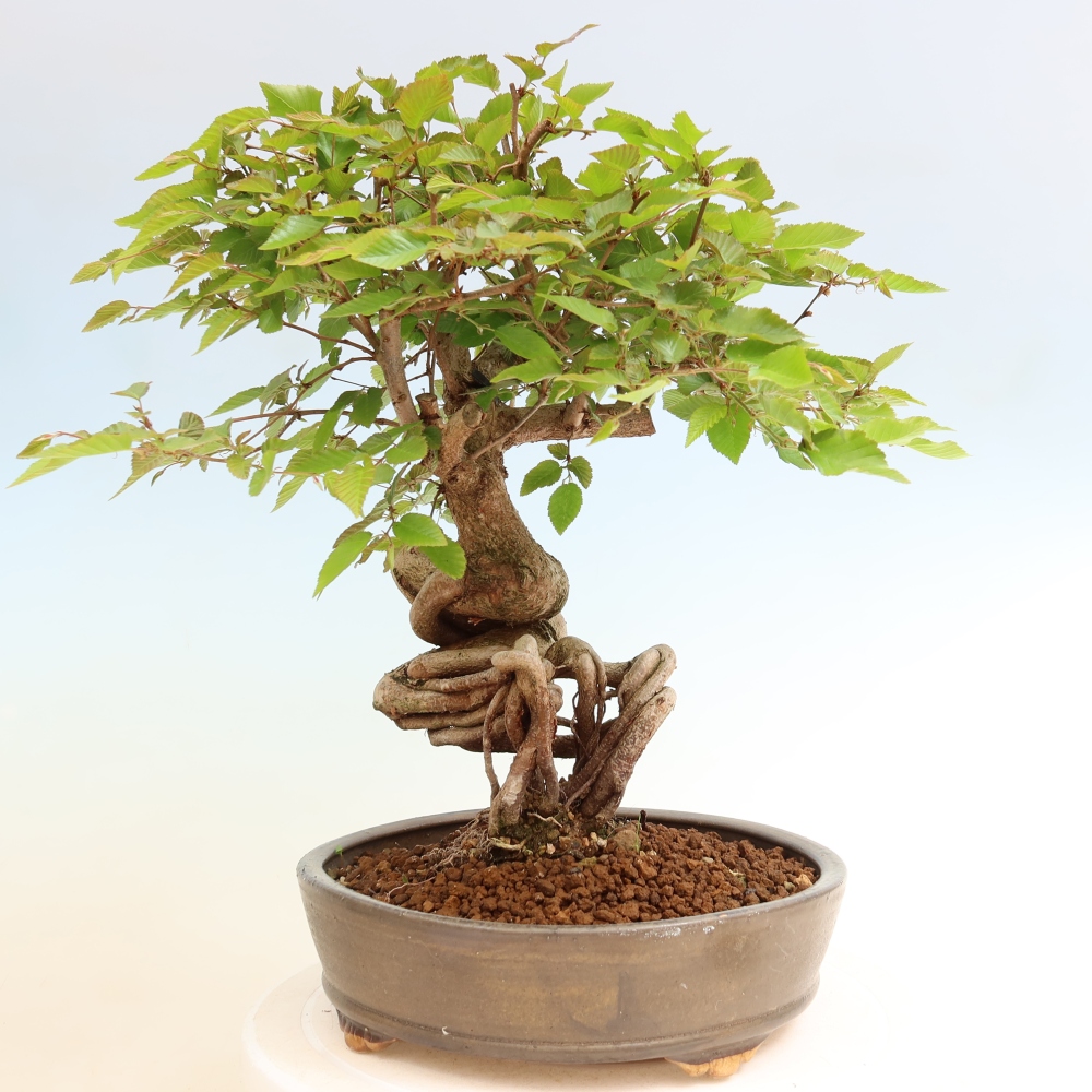Venkovní bonsai -Carpinus coreana - Habr korejský