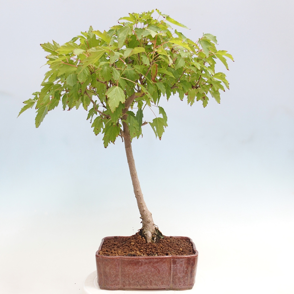 Venkovní bonsai - Acer ginala - Javor ohnivý
