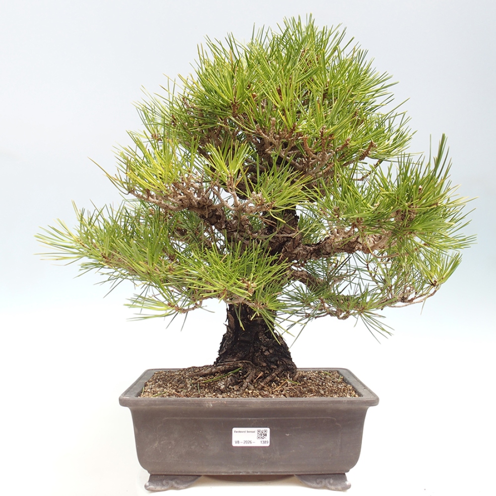 Venkovní bonsai - Pinus thunbergii - Borovice thunbergova