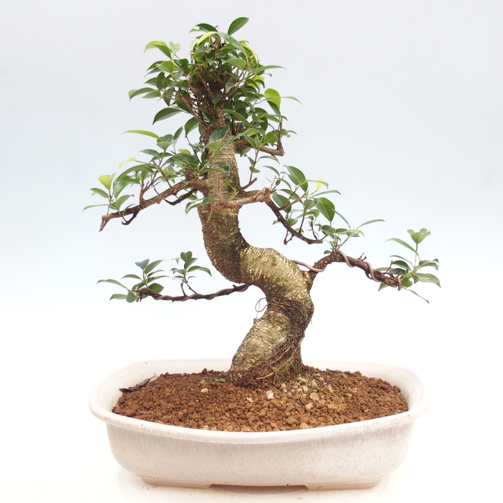 Pokojová bonsai - Ficus kimmen -  malolistý fíkus