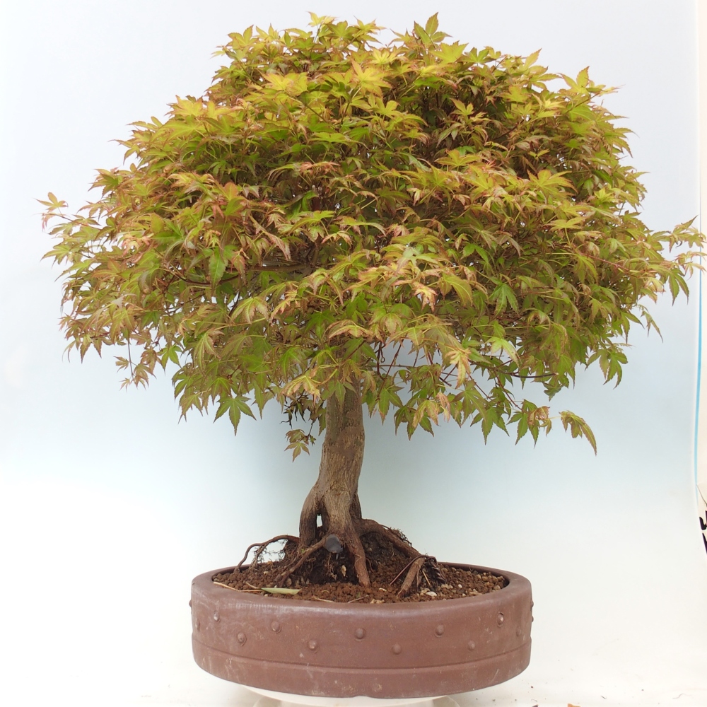 Javor dlanitolistý - Acer palmatum Beni Tsukasa