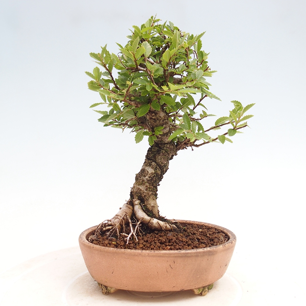 Venkovní bonsai - Zelkova - Zelkova NIRE