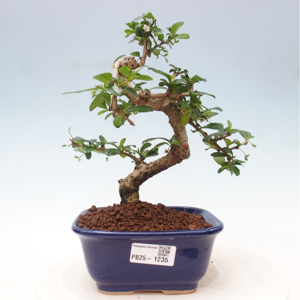 Pokojová bonsai - Carmona macrophylla - Čaj fuki