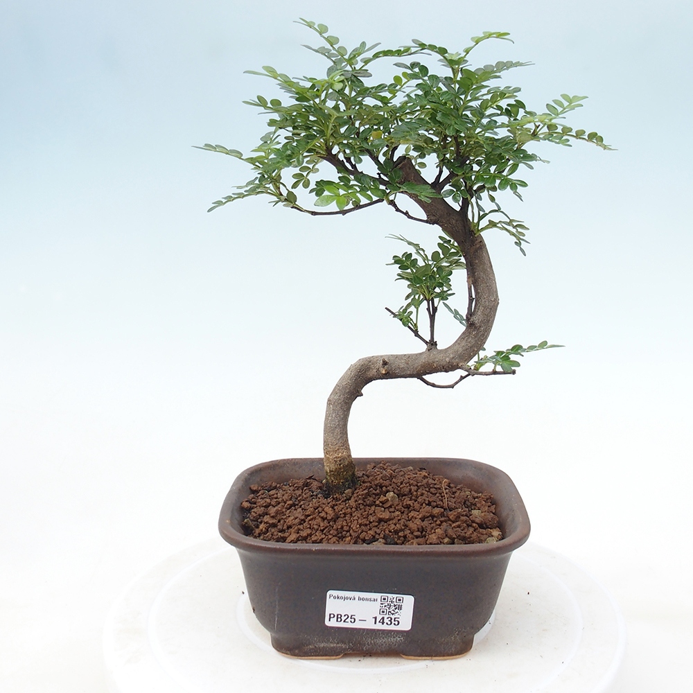 Pokojová bonsai - Zantoxylum piperitum - pepřovník