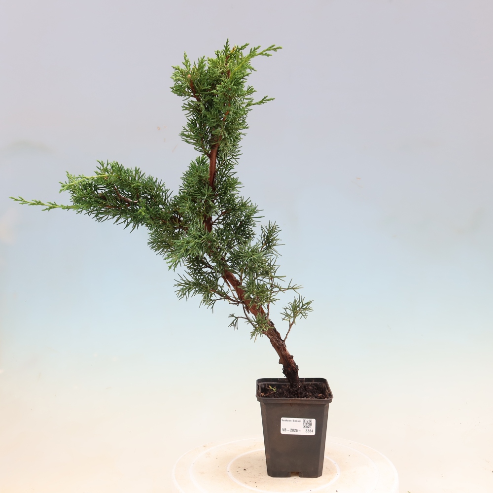 Venkovní bonsai - Juniperus chinensis Kishu -Jalovec čínský
