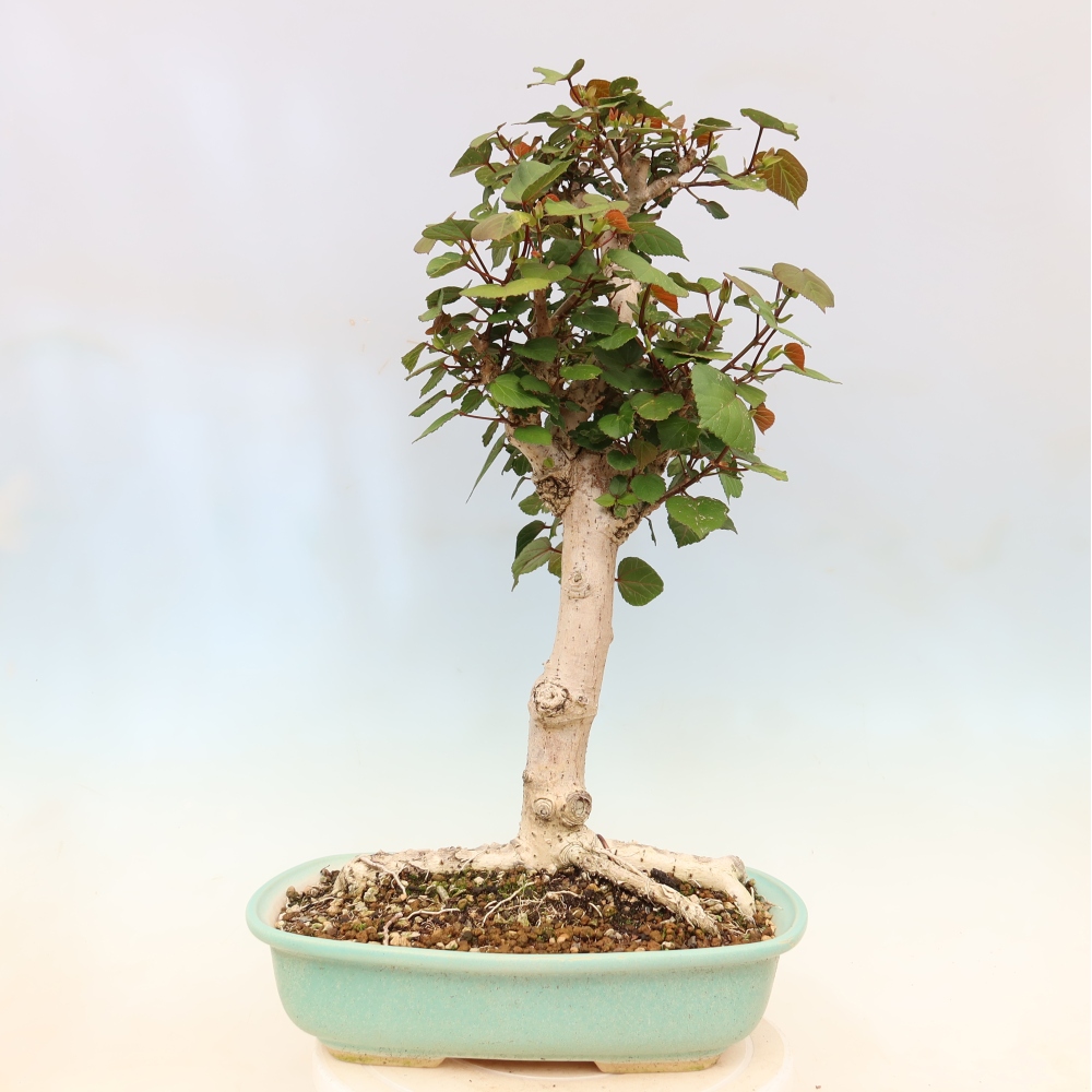 Pokojová bonsai - Hibiscus tiliaceus - Ibišek lípovitý, morský