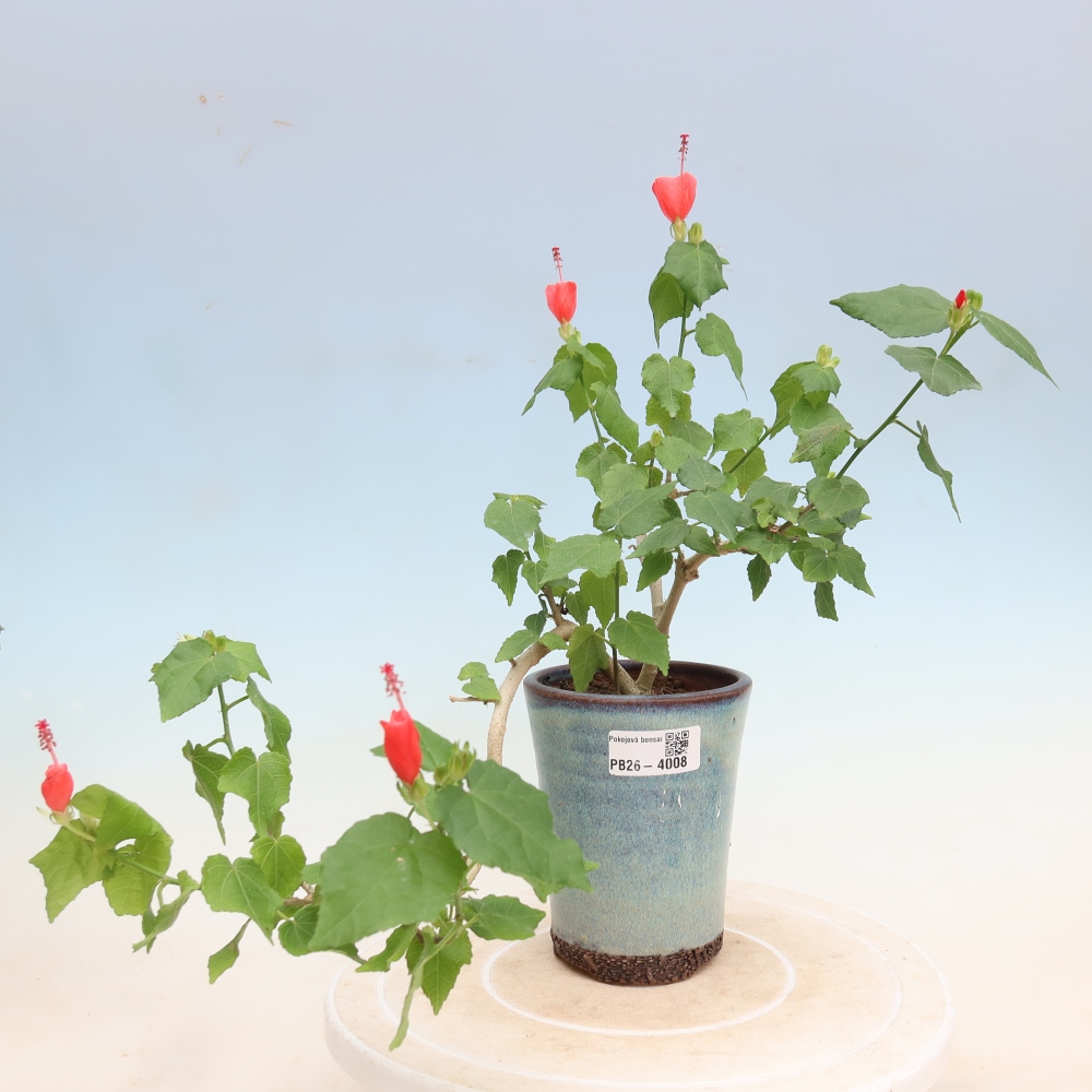 Pokojová bonsai - Malvaviscus arboreus - ibiškovec dřevnatý