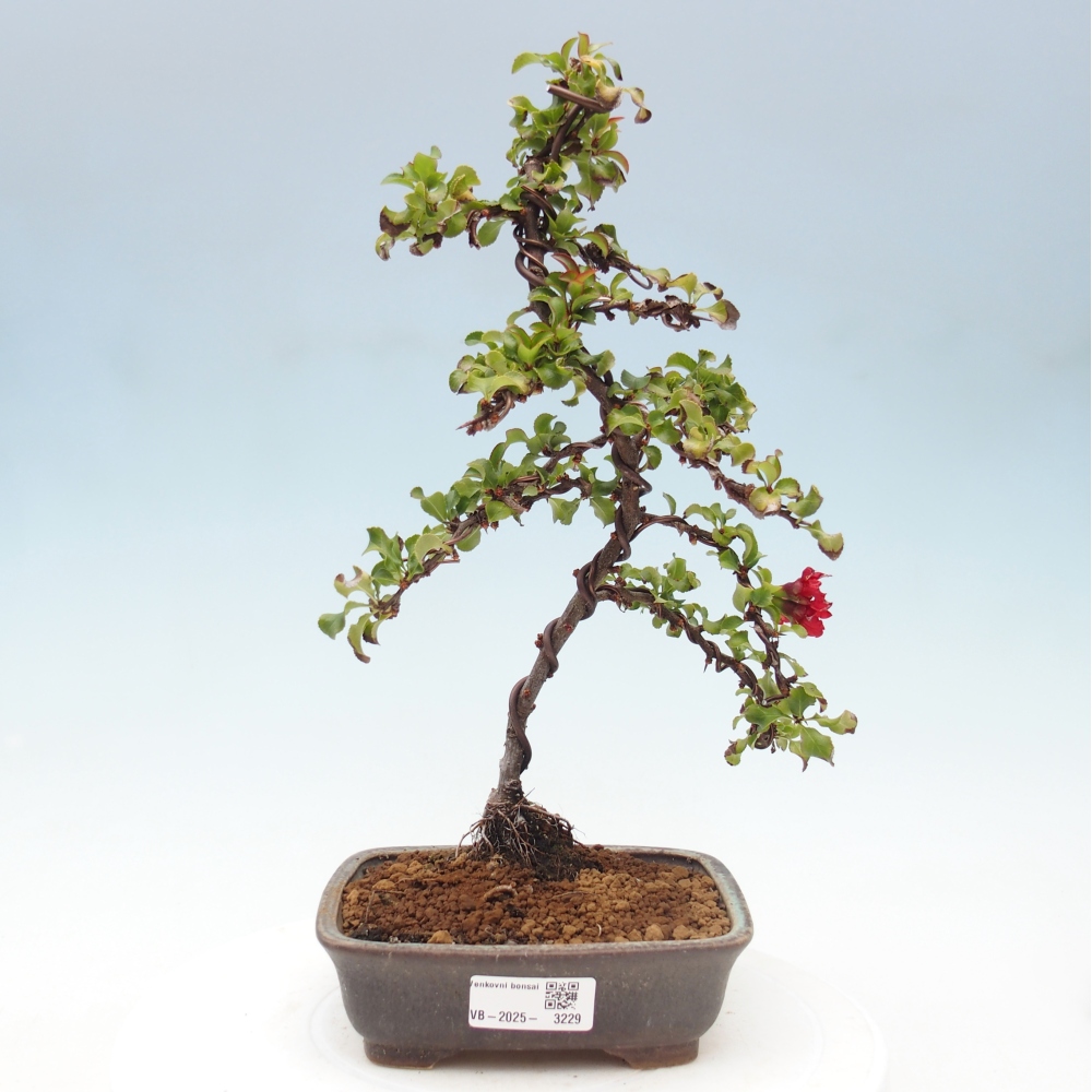 Venkovní bonsai - Chaneomeles s. Red Joy - Kdoulovec 