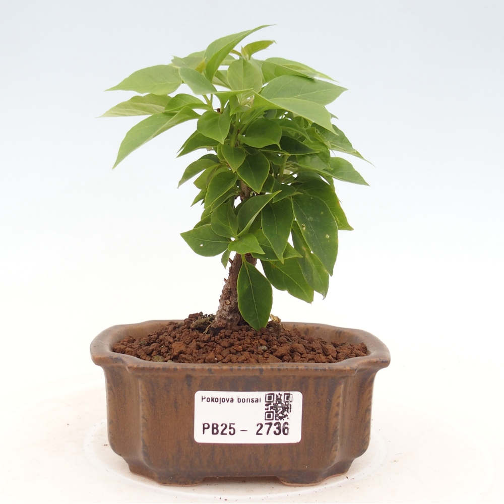 Pokojová bonsai - Bouganwilea