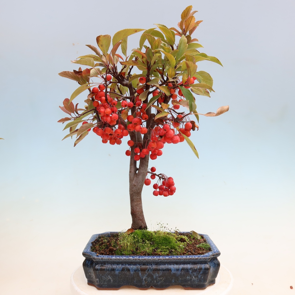 Venkovní bonsai -Malus domestica - Maloplodá jabloň červenolistá