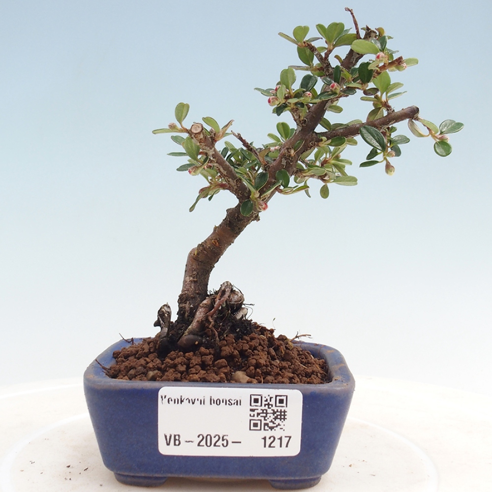 Venkovní bonsai - Cotoneaster horizontalis - Skalník