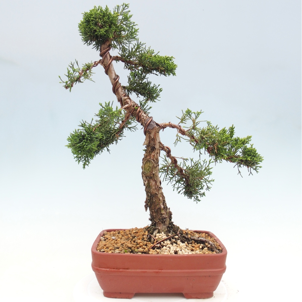 Venkovní bonsai - Juniperus chinensis Kishu -Jalovec čínský