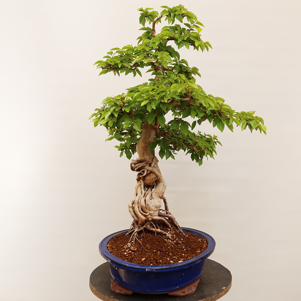 Venkovní bonsai -Carpinus Coreana - Habr korejský