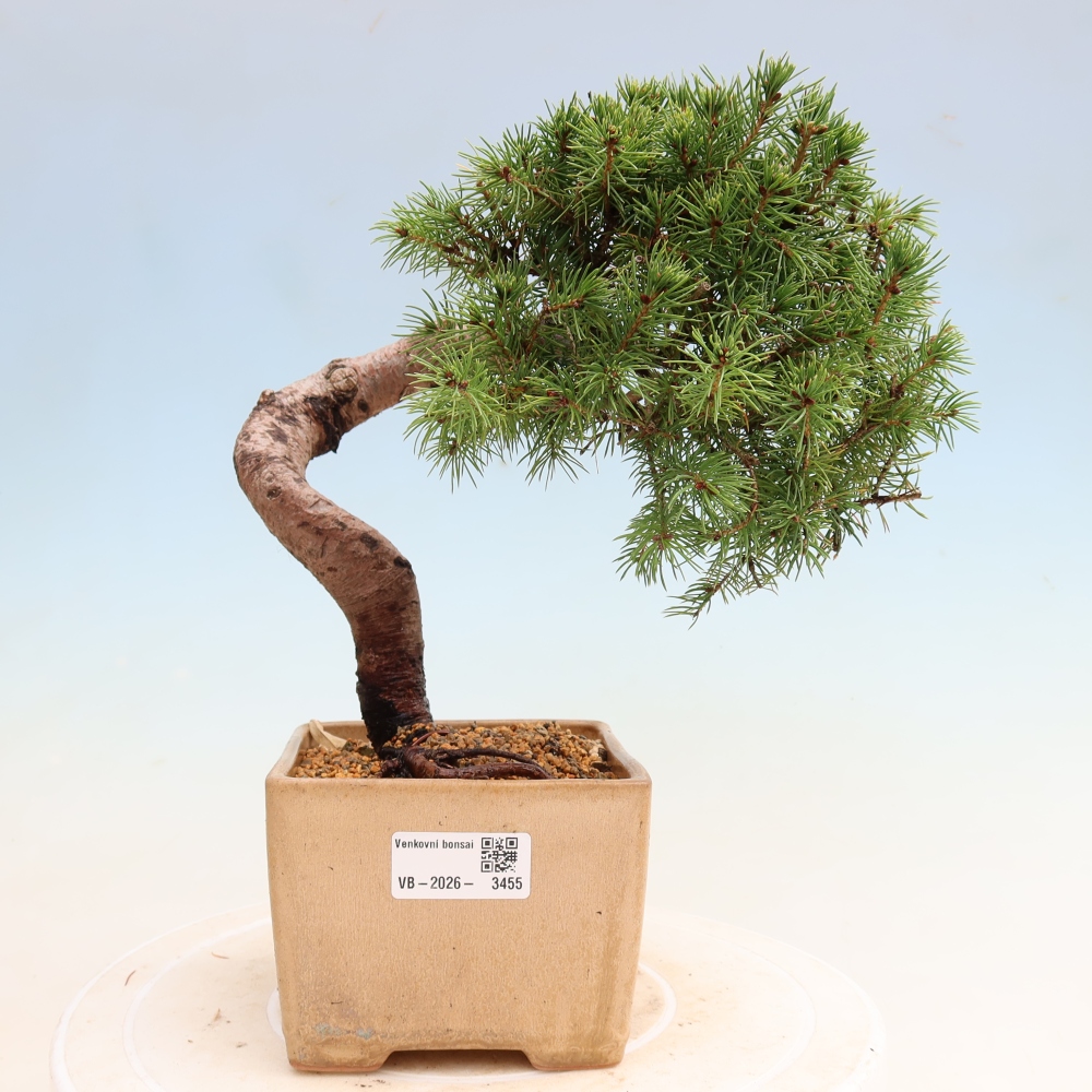 Venkovní bonsai- Smrk sivý - Picea glauca globe