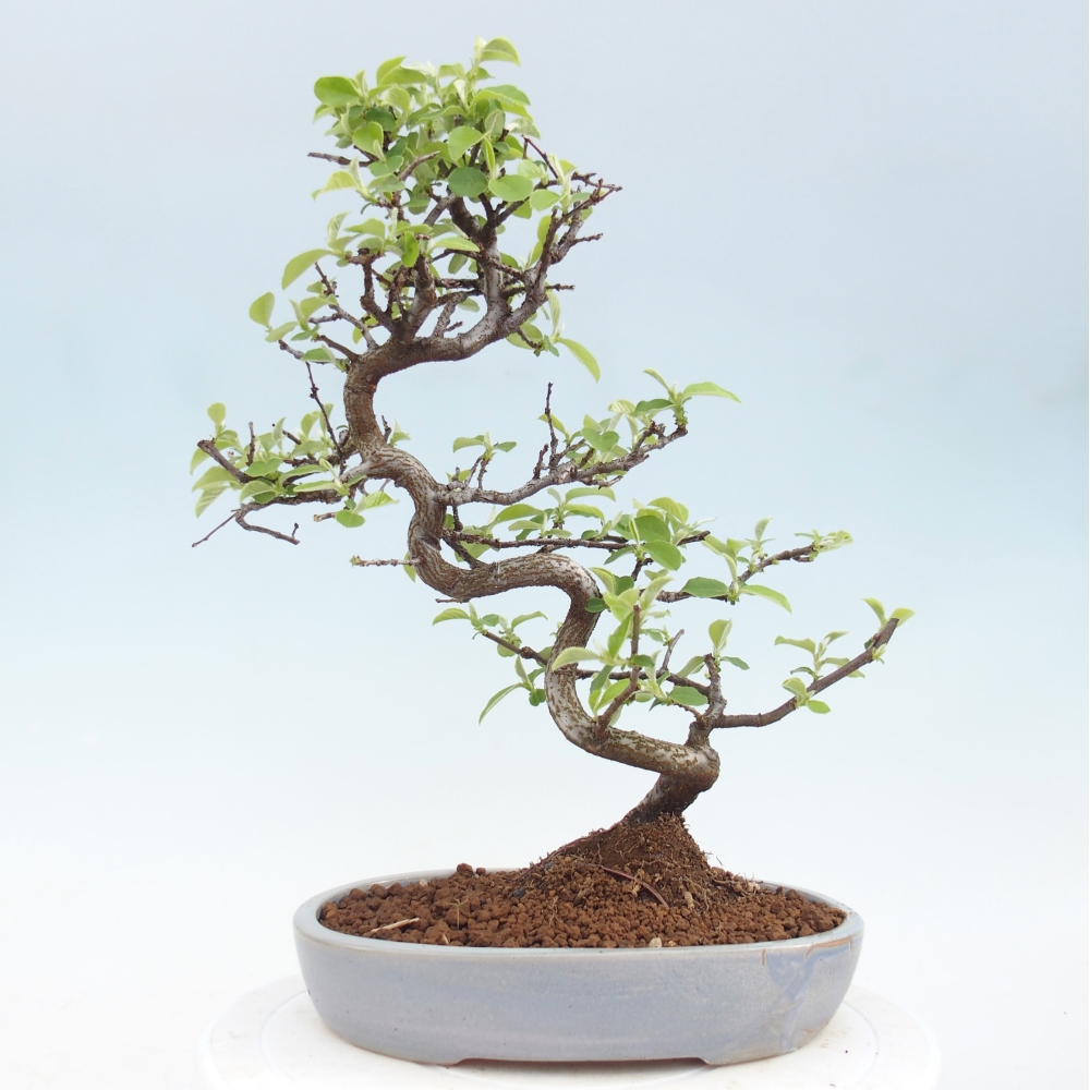 Venkovní  bonsai -  Chaneomeles chinensis - Kdoulovec čínsky