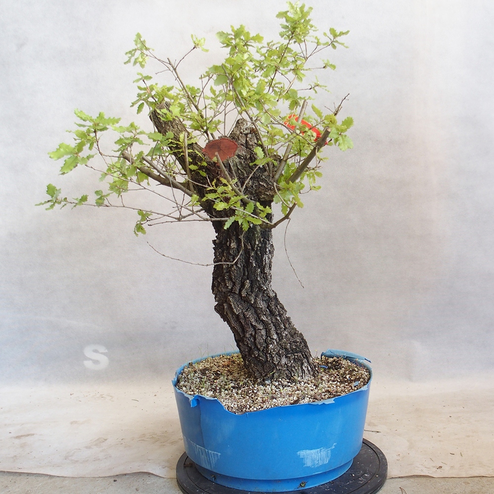 Venkovní bonsai Quercus Cerris - Dub Cer
