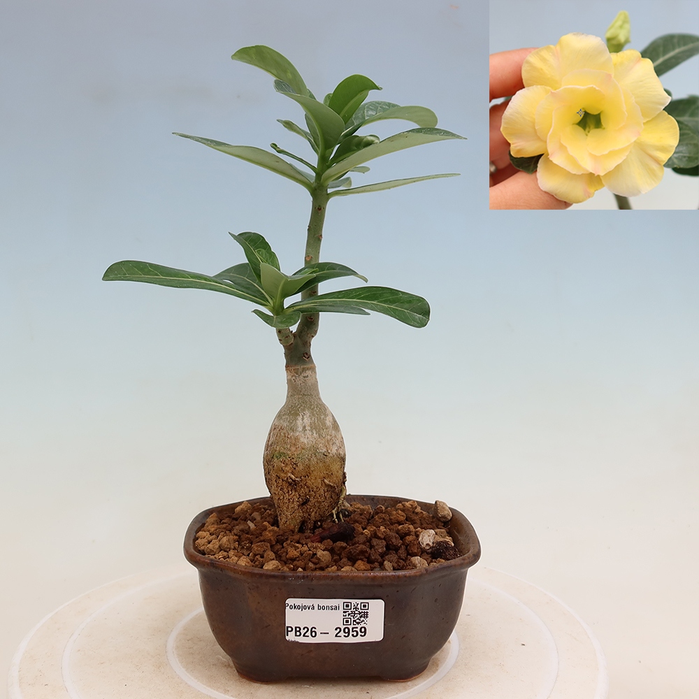 Pokojová bonsai - Adenium obesum roubovaná Alonza  - Pouštní růže
