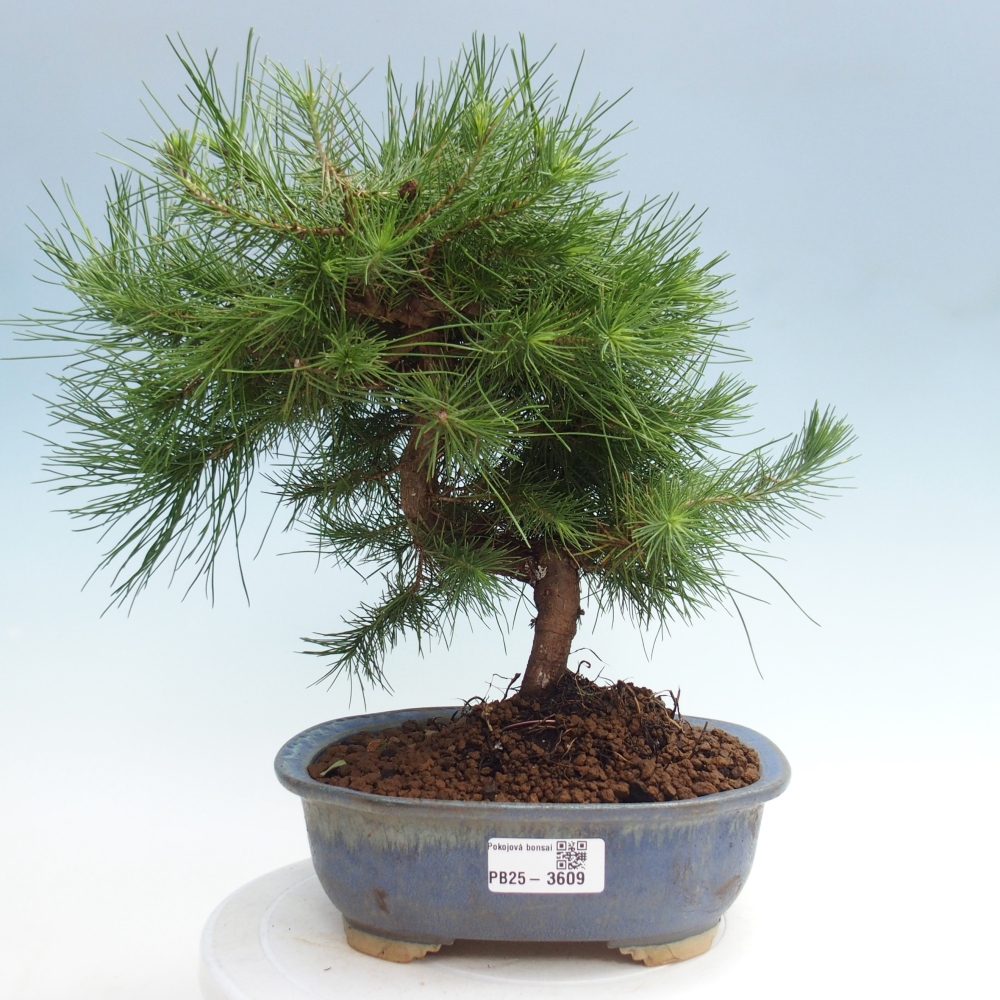 Pokojová bonsai-Pinus halepensis-Borovice alepská