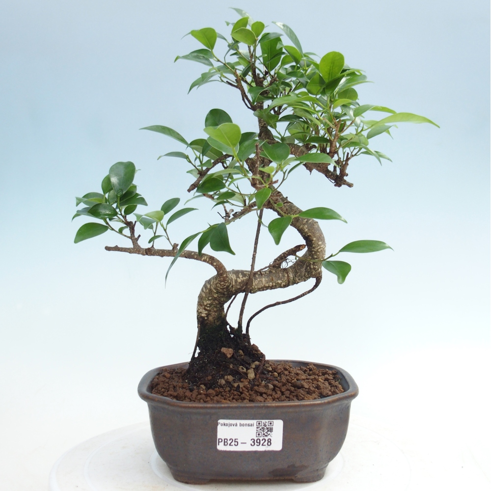 Pokojová bonsai - Ficus retusa -  malolistý fíkus