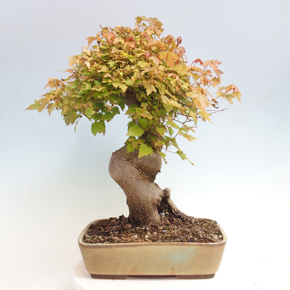 Venkovní bonsai - Acer Buergerianum - Javor Burgerův