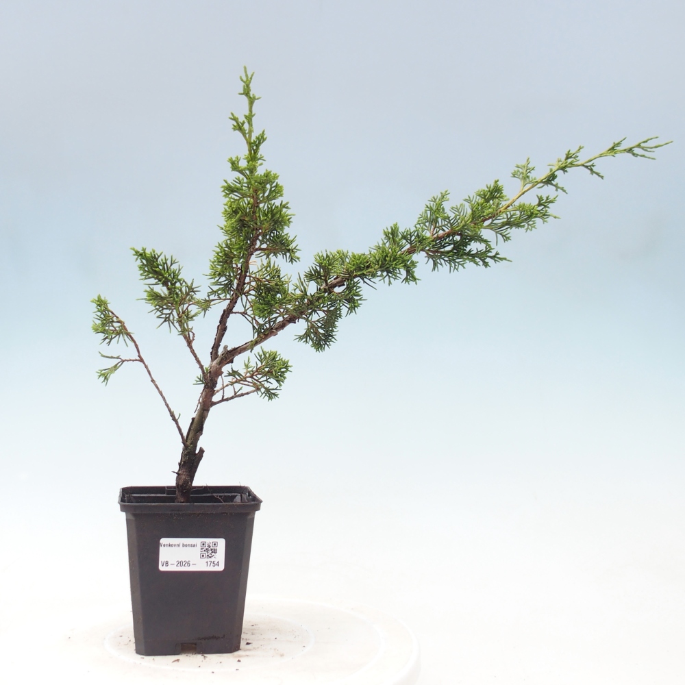 Venkovní bonsai - Juniperus chinensis Itoigawa -Jalovec čínský