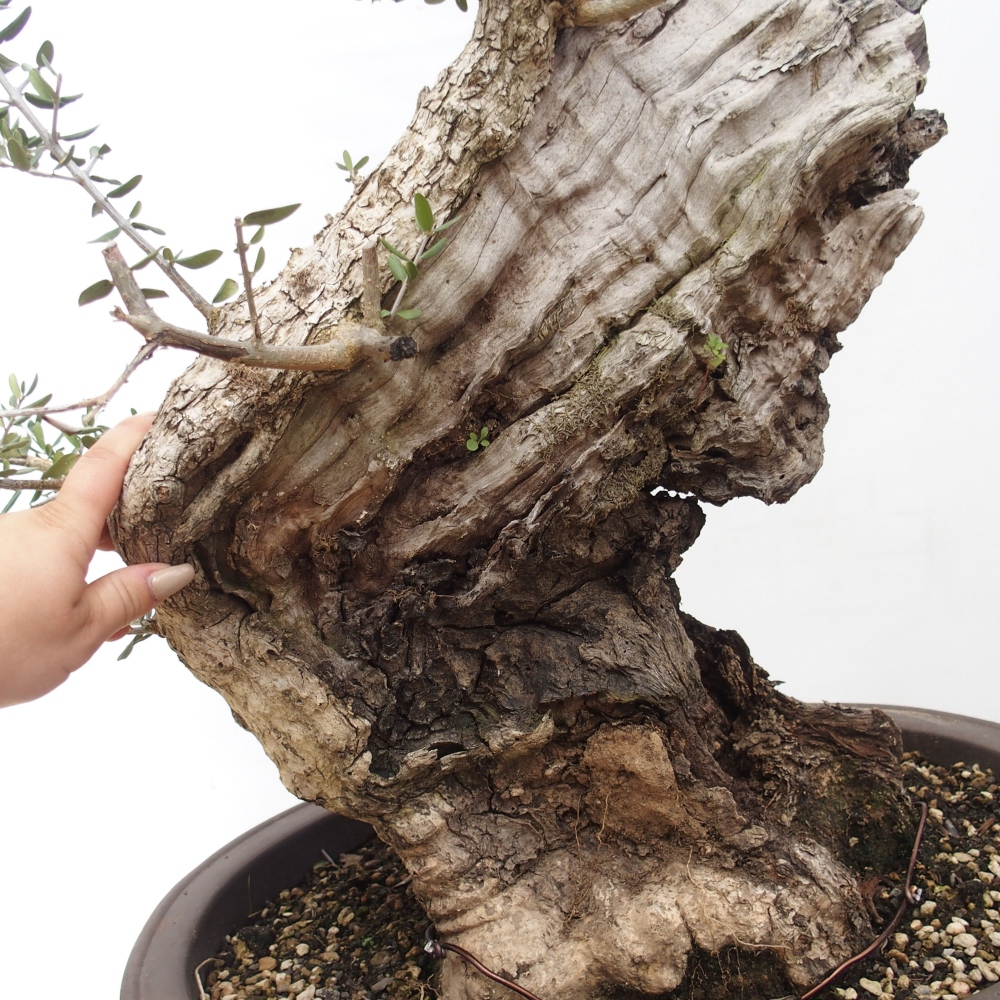 Pokojová bonsai - Olea europaea sylvestris -Oliva evropská drobnolistá