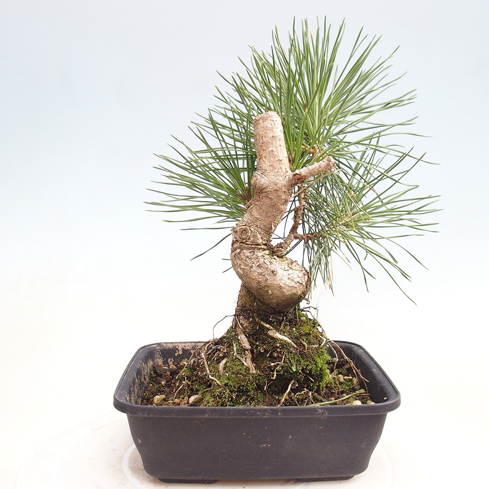 Venkovní bonsai - Pinus thunbergii - Borovice thunbergova