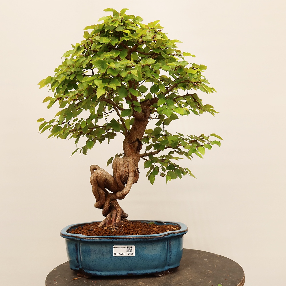 Venkovní bonsai -Carpinus Coreana - Habr korejský