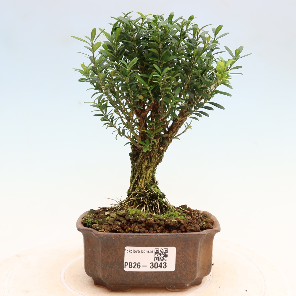 Pokojová bonsai - Buxus harlandii -korkový buxus