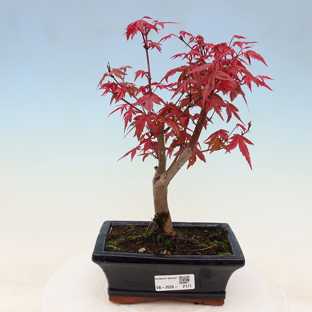 Venkovní bonsai - Javor dlanitolistý - Acer palmatum DESHOJO