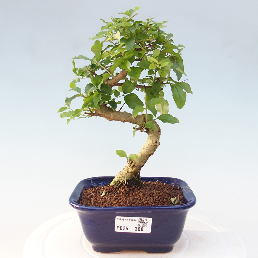 Pokojová bonsai -Ligustrum chinensis - Ptačí zob