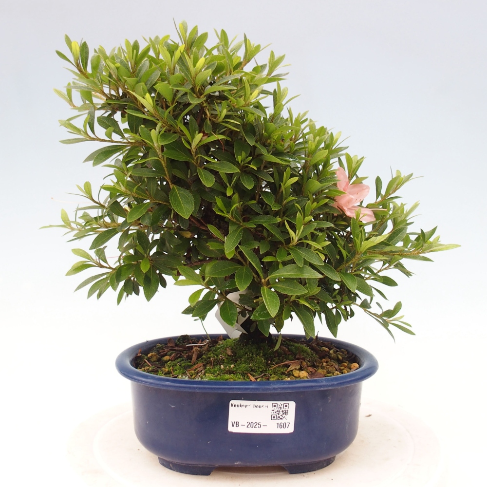 Venkovní bonsai - Japonská azalka - Azalea Nikko