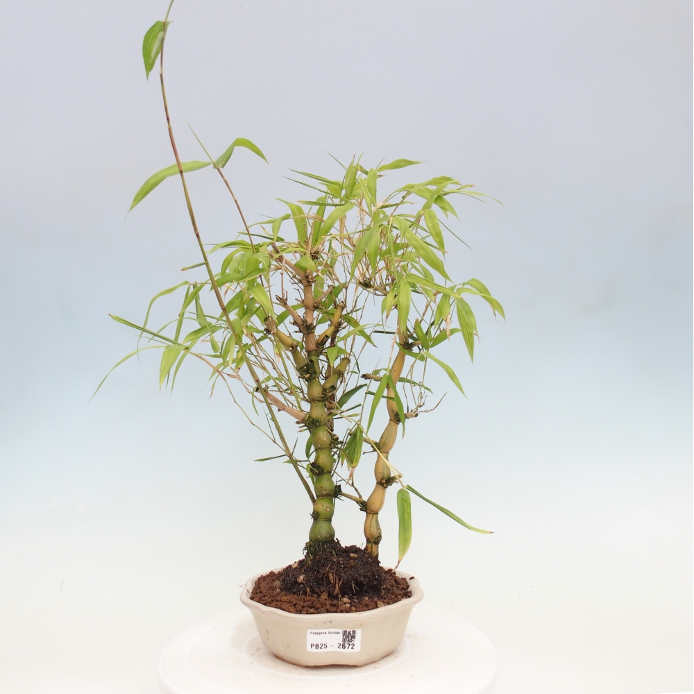 Pokojová bonsai - Bambus budha-Bambus budhovo břicho