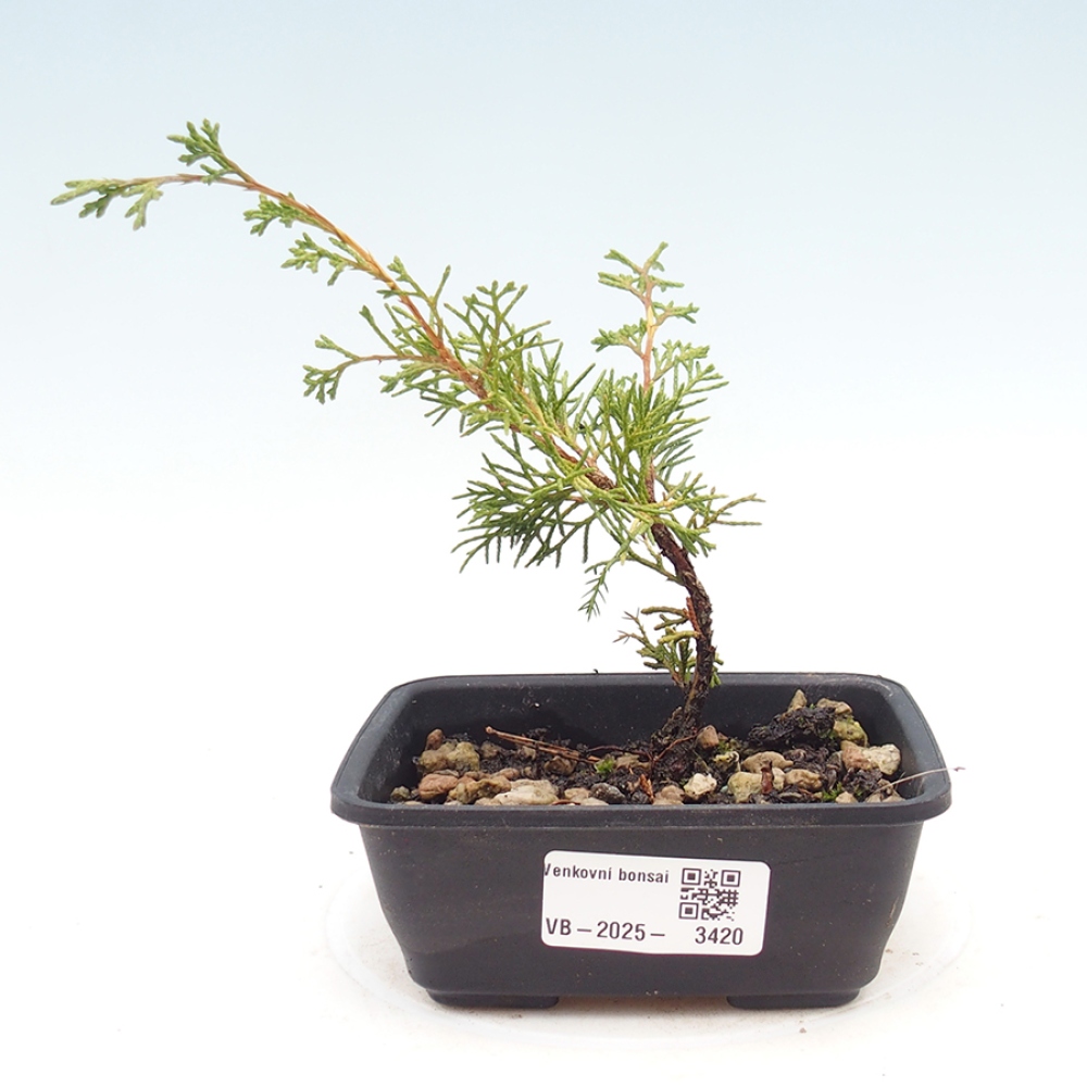 Venkovní bonsai - Juniperus chinensis Itoigawa -Jalovec čínský