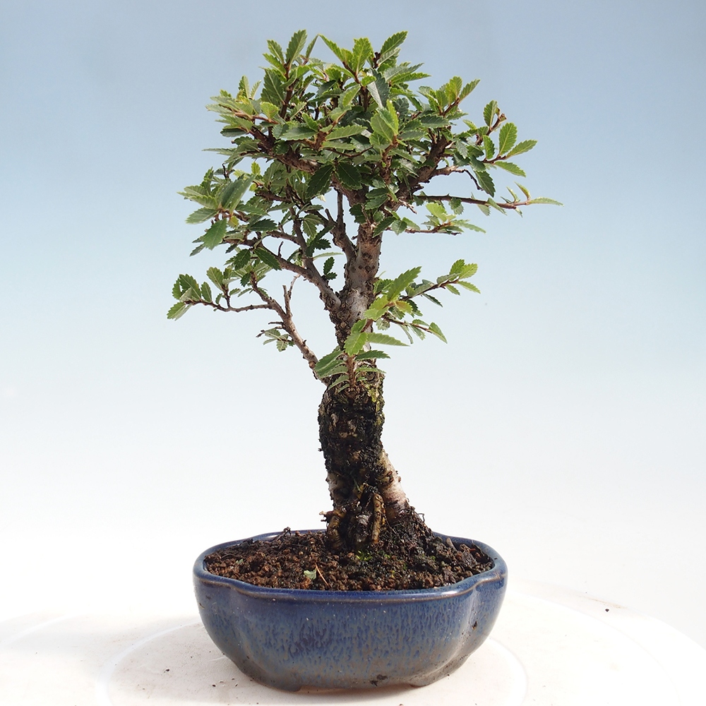 Venkovní bonsai - Zelkova - Zelkova NIRE