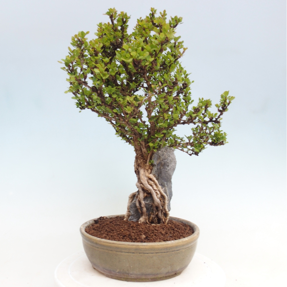 Venkovní bonsai - Berberis coreana - Dřištál korejský