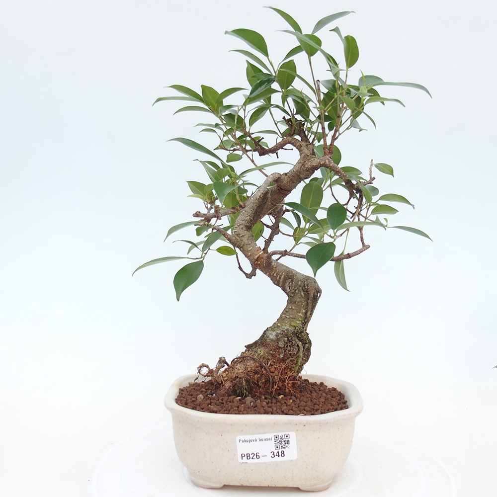 Pokojová bonsai - Ficus retusa -  malolistý fíkus