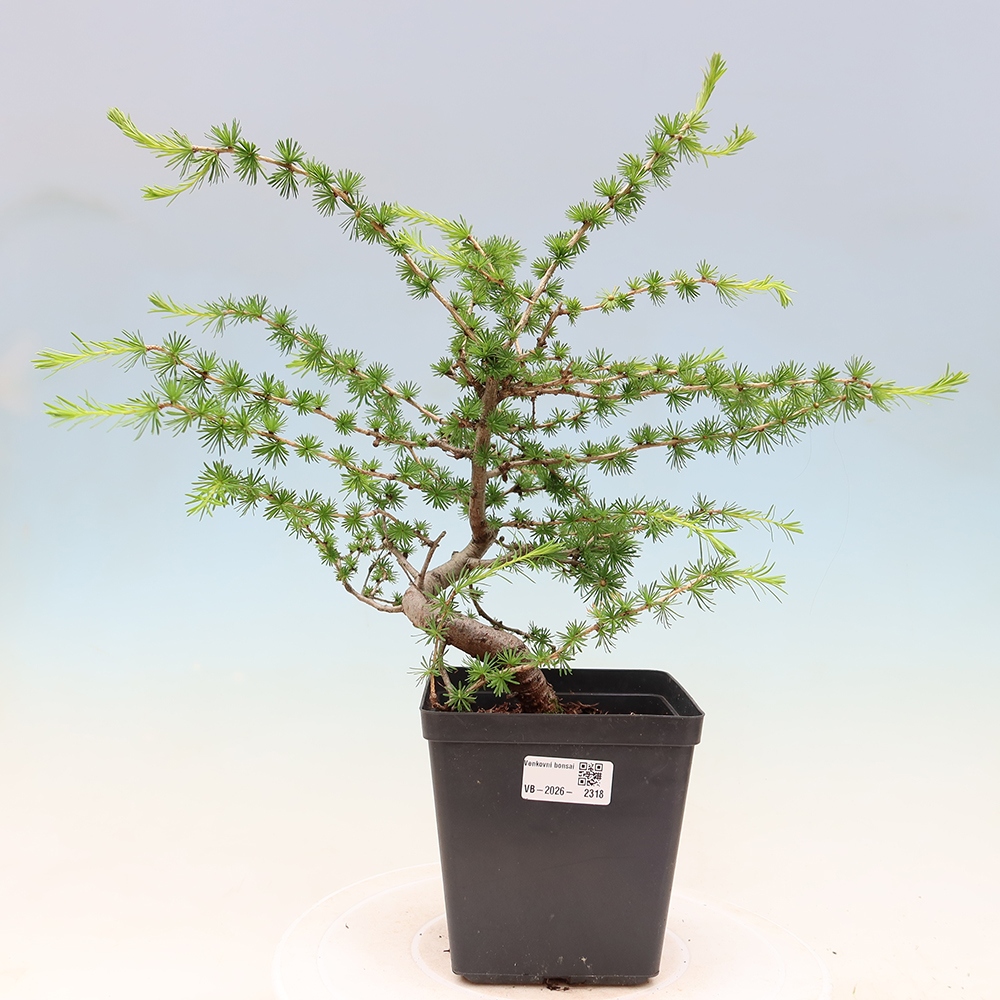 Venkovní bonsai -Larix decidua - Modřín opadavý 
