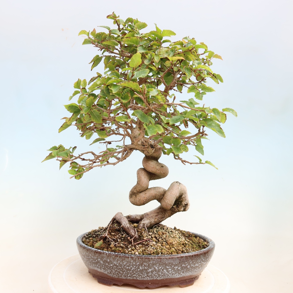 Venkovní bonsai -Carpinus CARPINOIDES - Habr korejský
