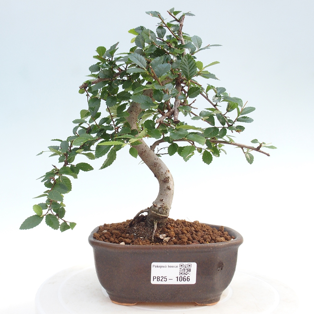 Pokojová bonsai-Malolistý jilm 